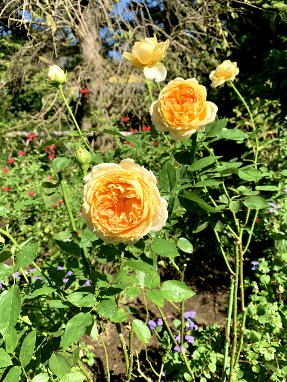 北鎌倉 明月院 美しい薔薇 ミクジ Note