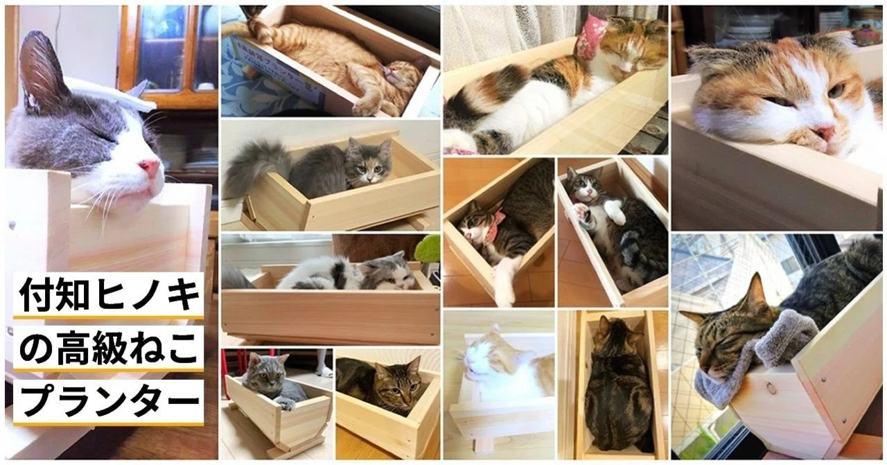 地域おこし実例 「付知ヒノキの高級ねこプランター」裏も表も語ります
