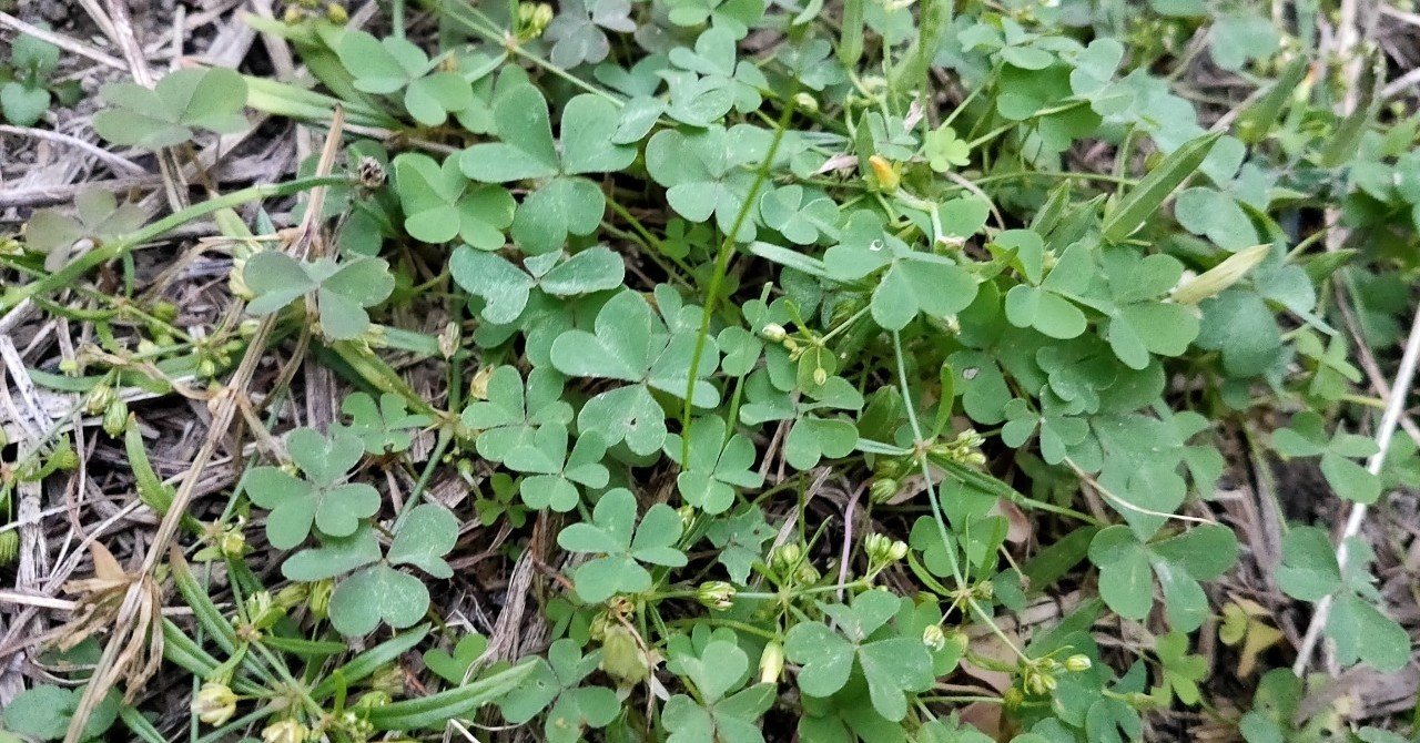 雑草の花言葉を調べたら 挑戦 の指針が見つかった件 唐崎翔太 島旅農園 ほとり Note 雑草の花言葉を調べたら 挑戦 の指針が見つかった件 唐崎翔太 島旅農園 ほとり Note