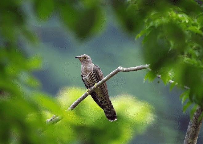 なら 鳴かせ よう ホトトギス ぬ 意味 て みせ 鳴か