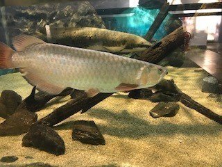 第126話 小さな夢 Keitaroo Note