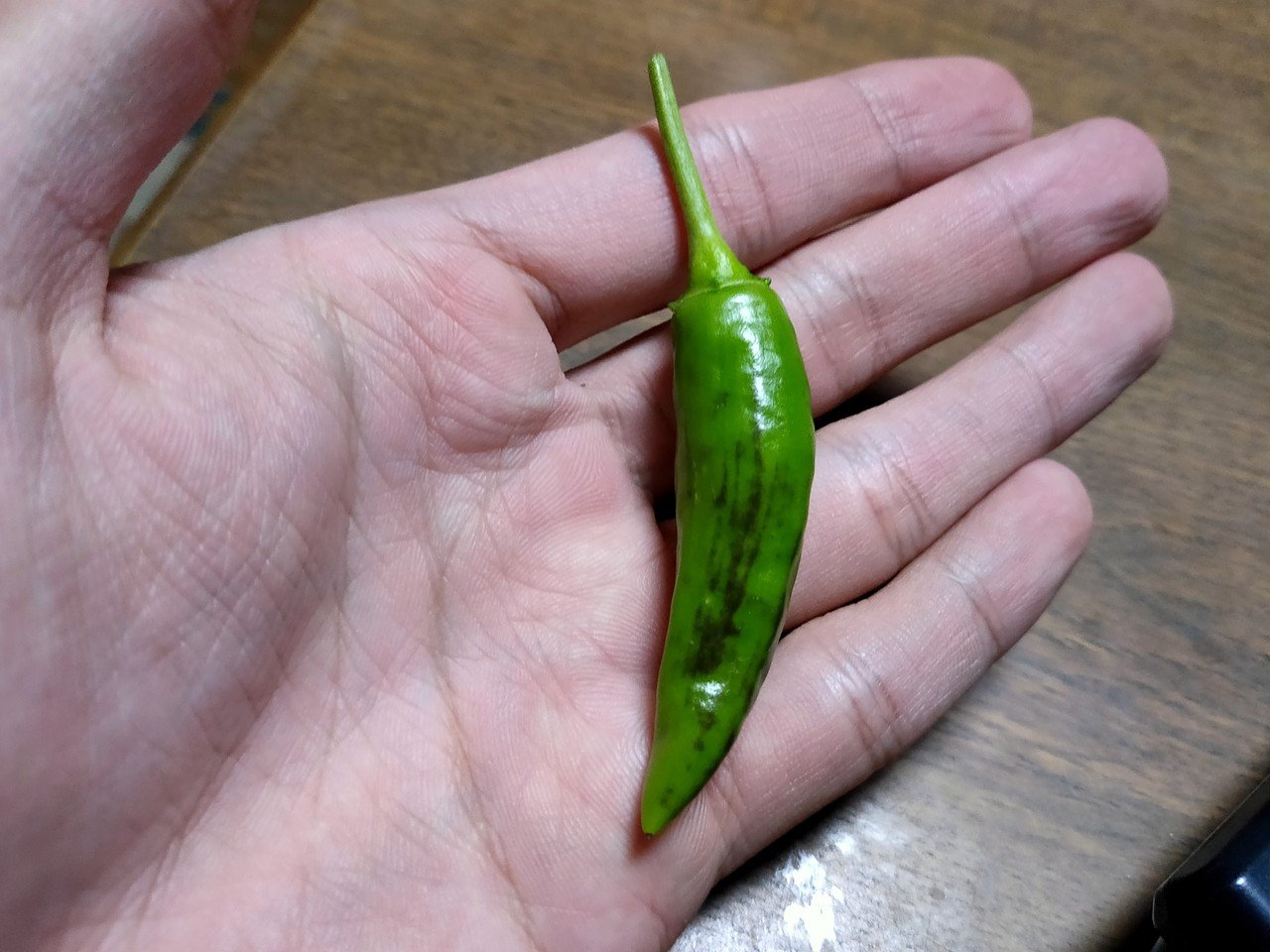 唐辛子を育てていると 一部ですが 黒ずんでる実もあります 食べる分には全く問題ありませんが 多分 スーパーや八百屋では 不良品 になるんだろうなと思ってみたり ただこれは赤く熟する合図だったりも からちゃん 島旅農園 ほとり Note 唐辛子を育てていると 一部ですが 黒ずんでる実もあります 食べる分には全く問題ありませんが 多分 スーパーや八百屋では 不良品 になるんだろうなと思ってみたり ただこれは赤く熟する合図だったりも からちゃん 島旅農園 ほとり Note