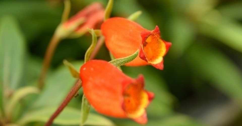 10月30日诞生花 乾いた壁