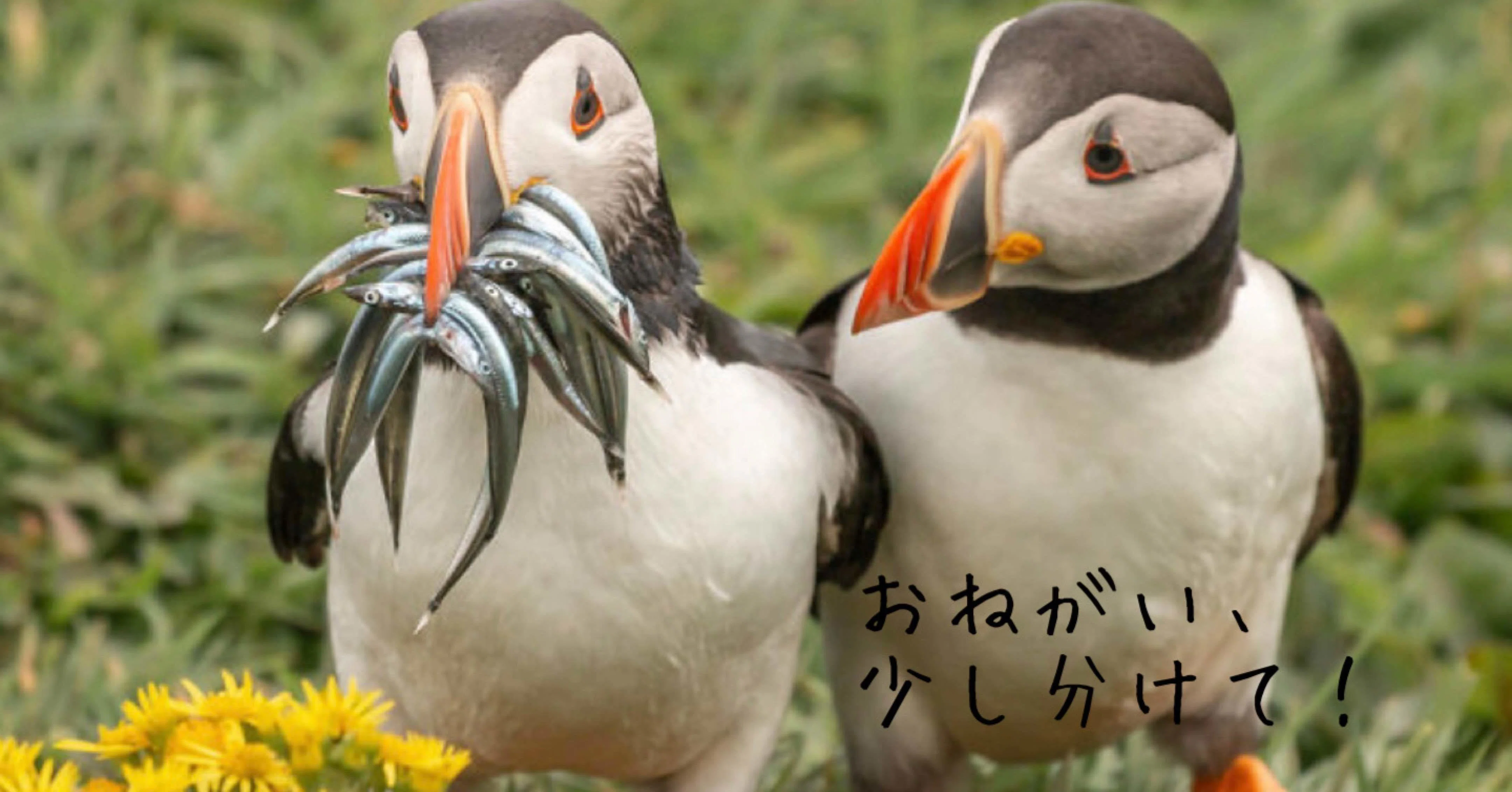 コメディ野生動物写真賞 7 傑作選 ノリノリ Note