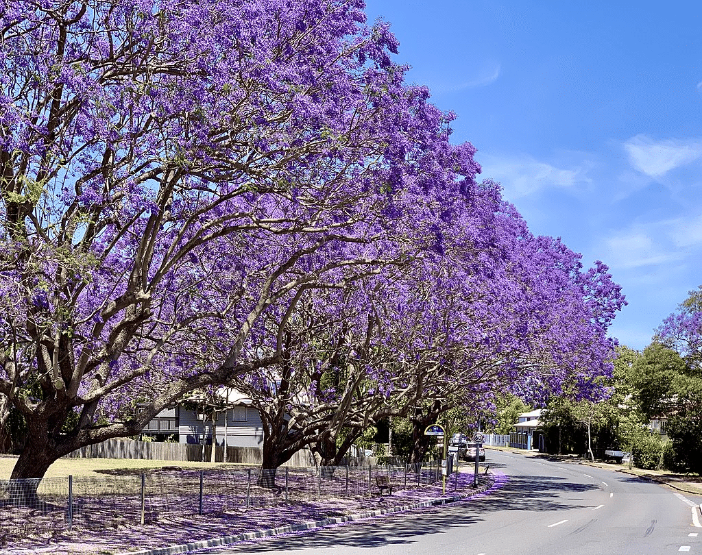 ジャカランダとジャスミン｜みなみ すけちょこ