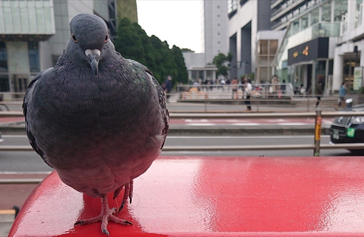 新宿の鳩 ラムネ90 Note