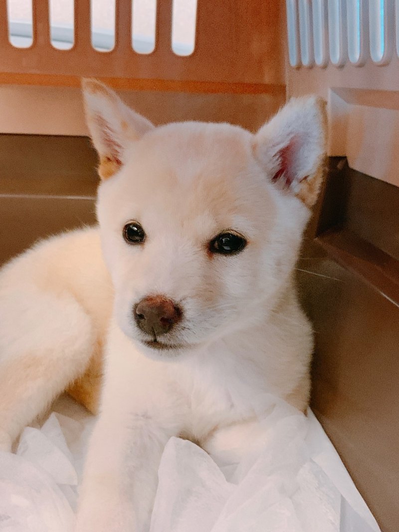 名前は ミル ちゃんって言います 西川進 Note 名前は ミル ちゃんって言います 西川進 Note