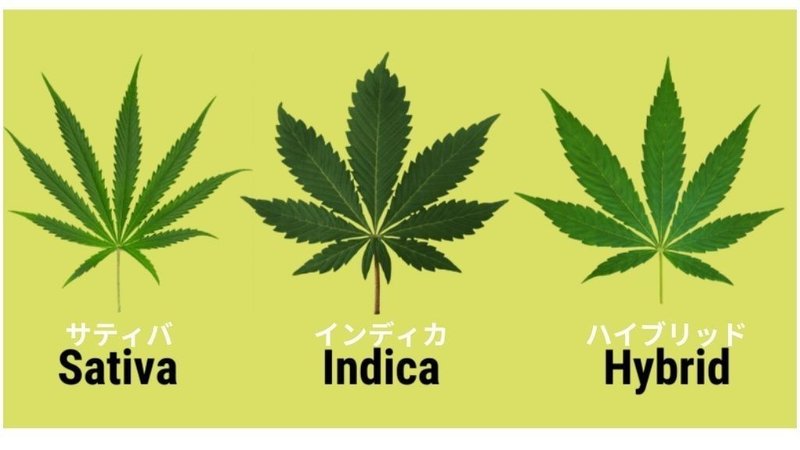 大麻ソムリエ 大麻の種類を徹底解説 マナーレベルの知識です 大麻ソムリエ Note 大麻ソムリエ 大麻の種類を徹底解説 マナーレベルの知識です 大麻ソムリエ Note
