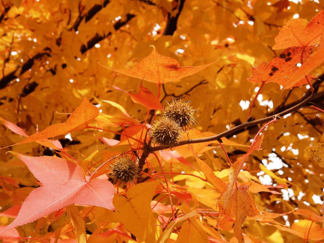 街中で見る事の出来るオススメの紅葉樹 四季創庭苑 日本一 人を大切にする植木屋 Note