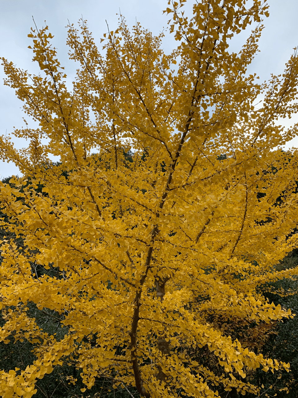 街中で見る事が出来るオススメの黄葉樹 四季創庭苑 日本一 人を大切にする植木屋 Note 街中で見る事が出来るオススメの黄葉樹 四季創庭苑 日本一 人を大切にする植木屋 Note