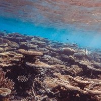 珊瑚は動物or植物 珊瑚の白化はなぜ起こる Re Coral Note