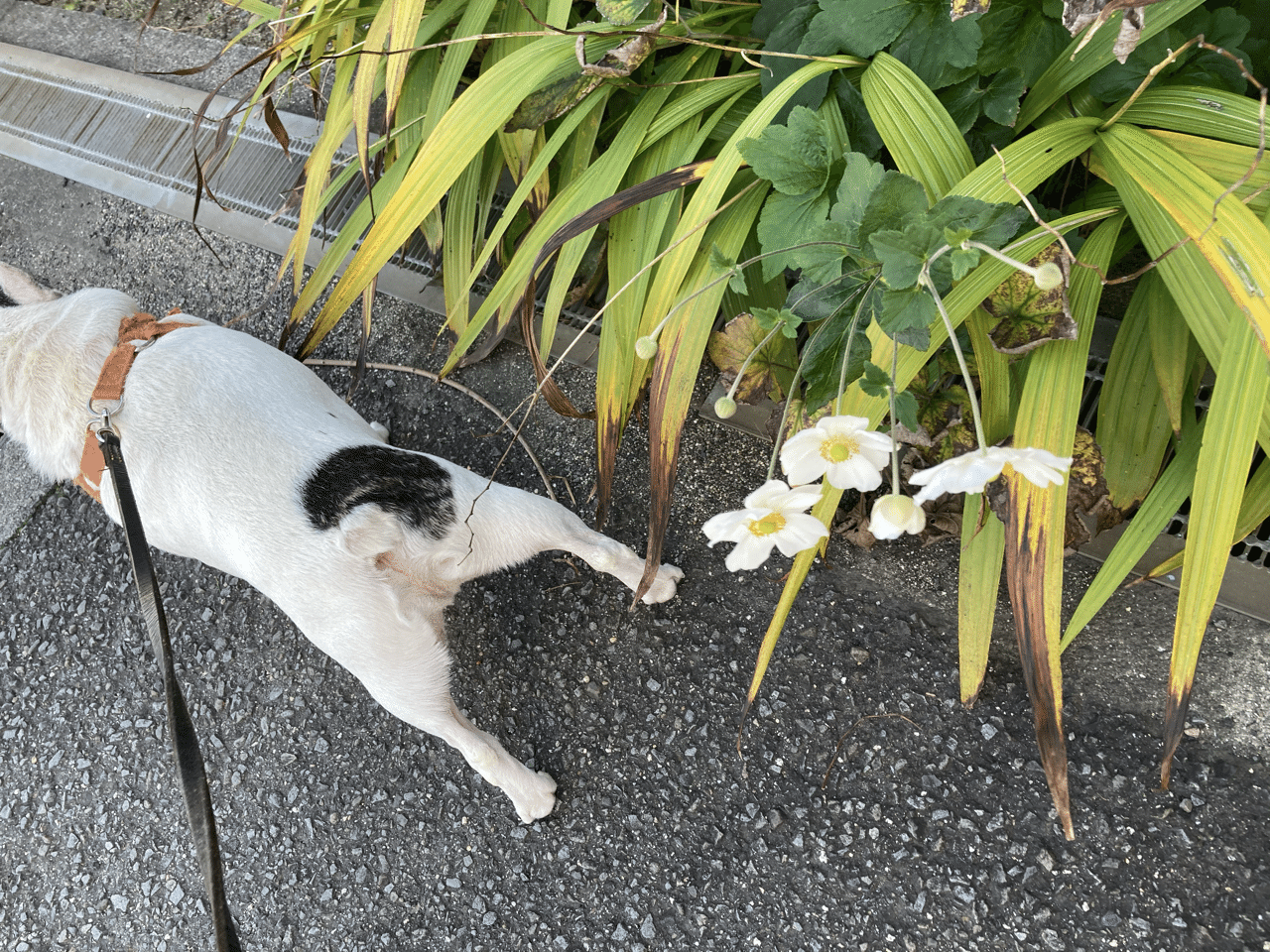 1030午後 犬の散歩と弁当aとクリスマス雑貨 今日は地もやけに風が強い まだ葉っぱは青いが銀杏がちらほら 青い空と赤い花など 写真日記 Iphone撮ってだし 犬 空 花 日常 Aleksandr Ishii Note