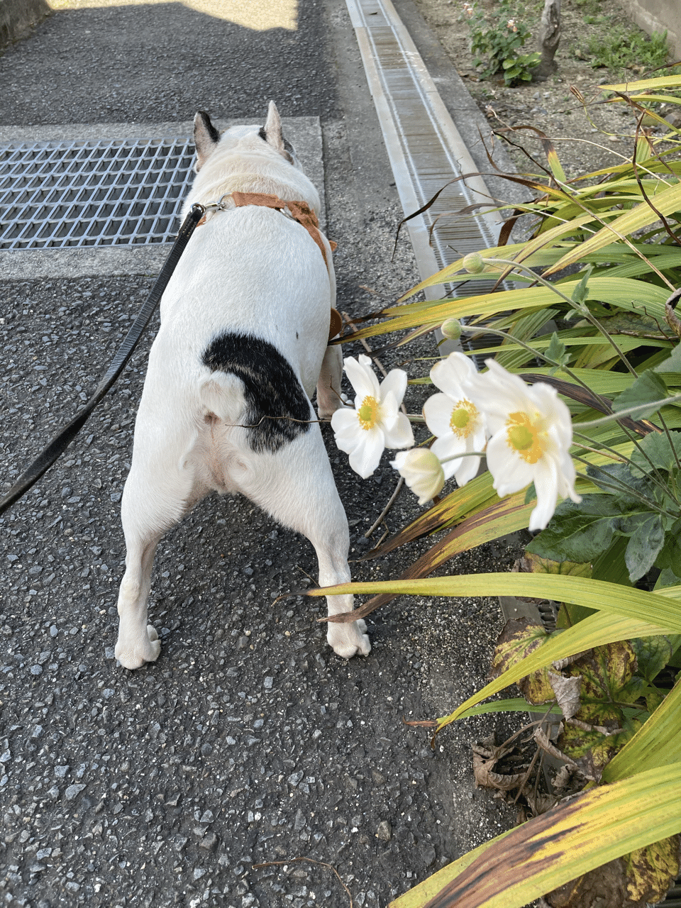 1030午後 犬の散歩と弁当aとクリスマス雑貨 今日は地もやけに風が強い まだ葉っぱは青いが銀杏がちらほら 青い空と赤い花など 写真日記 Iphone撮ってだし 犬 空 花 日常 Aleksandr Ishii Note