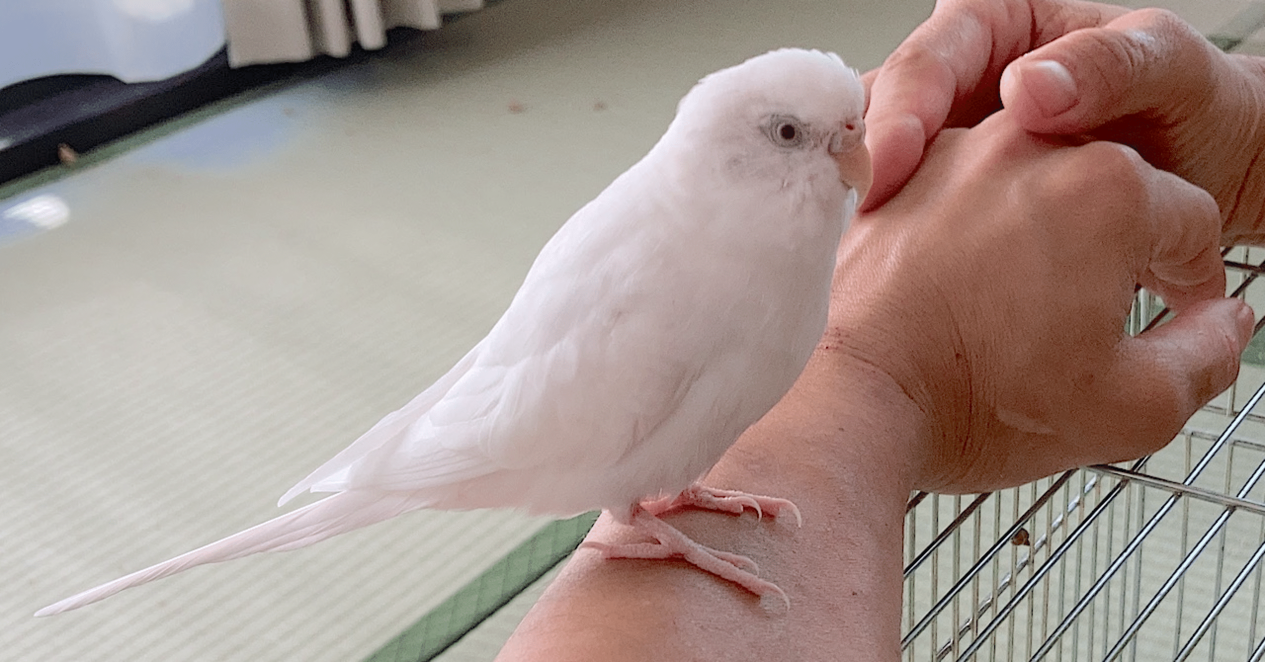 インコの健康診断えりちゃん 編 診察の様子 インコまるけ Note