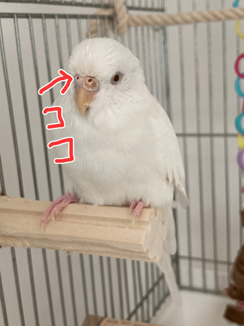 インコの健康診断えりちゃん 編 診察の様子 インコまるけ Note