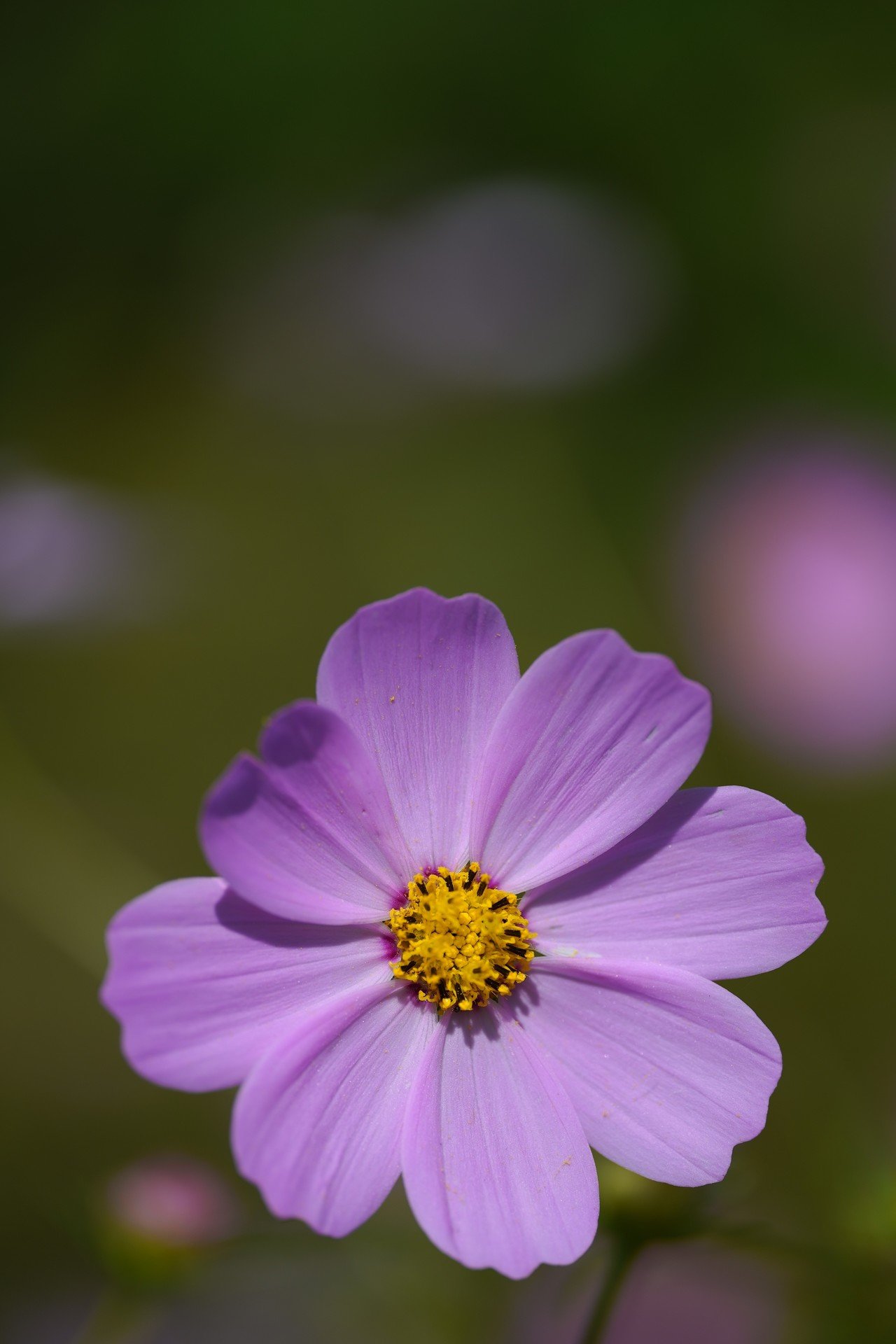 SIGMA 105mm F2.8 DG DN MACRO | Art を試してみました｜SIGMA広報部