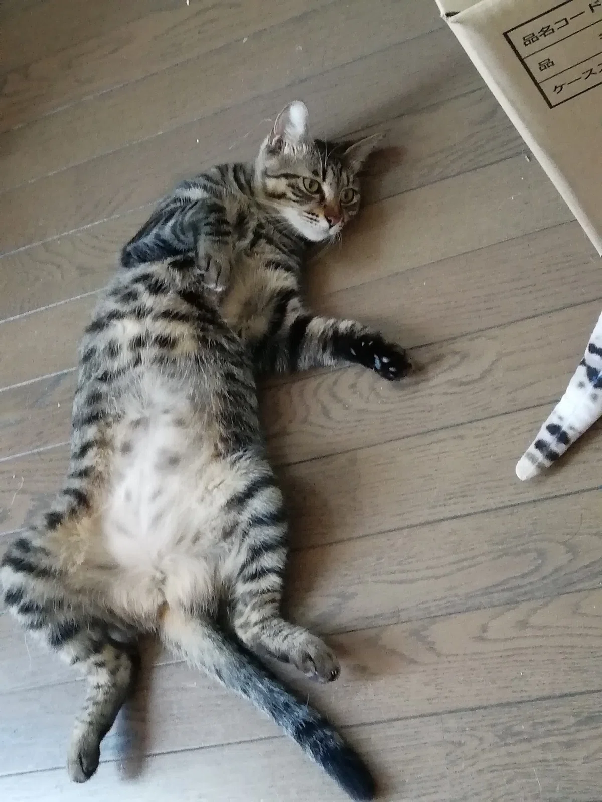 画像1