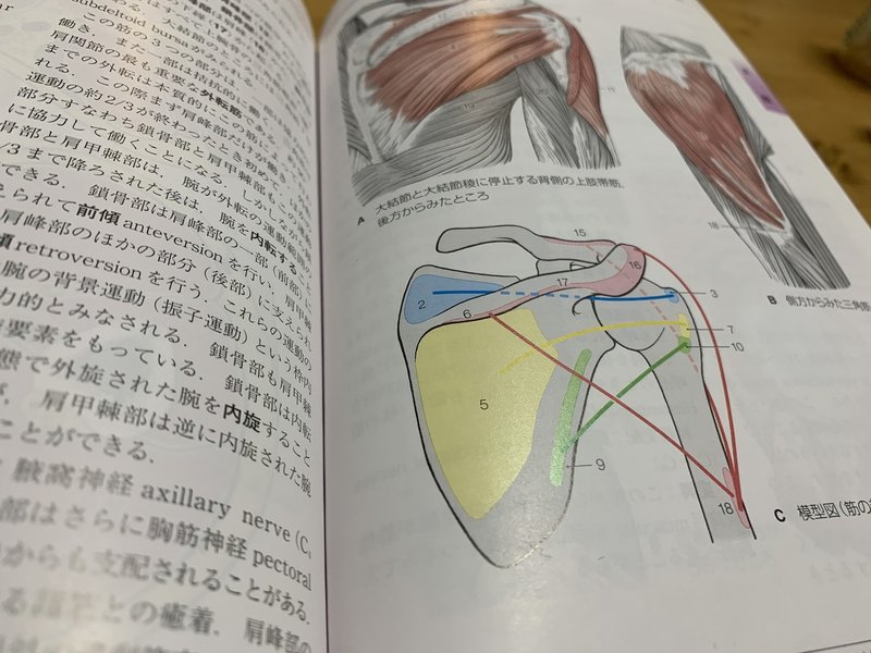 機能解剖学の勉強で抑えるポイント 筋肉も起始と停止 の場所を言葉ではなく 絵で理解する 自分の身体を正しく管理できる人を日本中に増やそう 日本身体管理学協会事務局 Note 機能解剖学の勉強で抑えるポイント 筋肉も起始と停止 の場所を言葉ではなく 絵で理解する 自分の身体を正しく管理できる人を日本中に増やそう 日本身体管理学協会事務局 Note