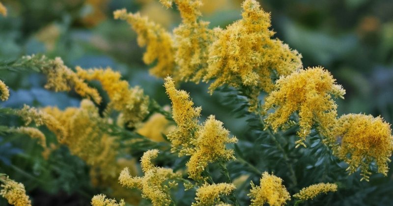 秋花粉症の原因を探ると植物たちの激しい攻防に気づいた件 Xinchang Note