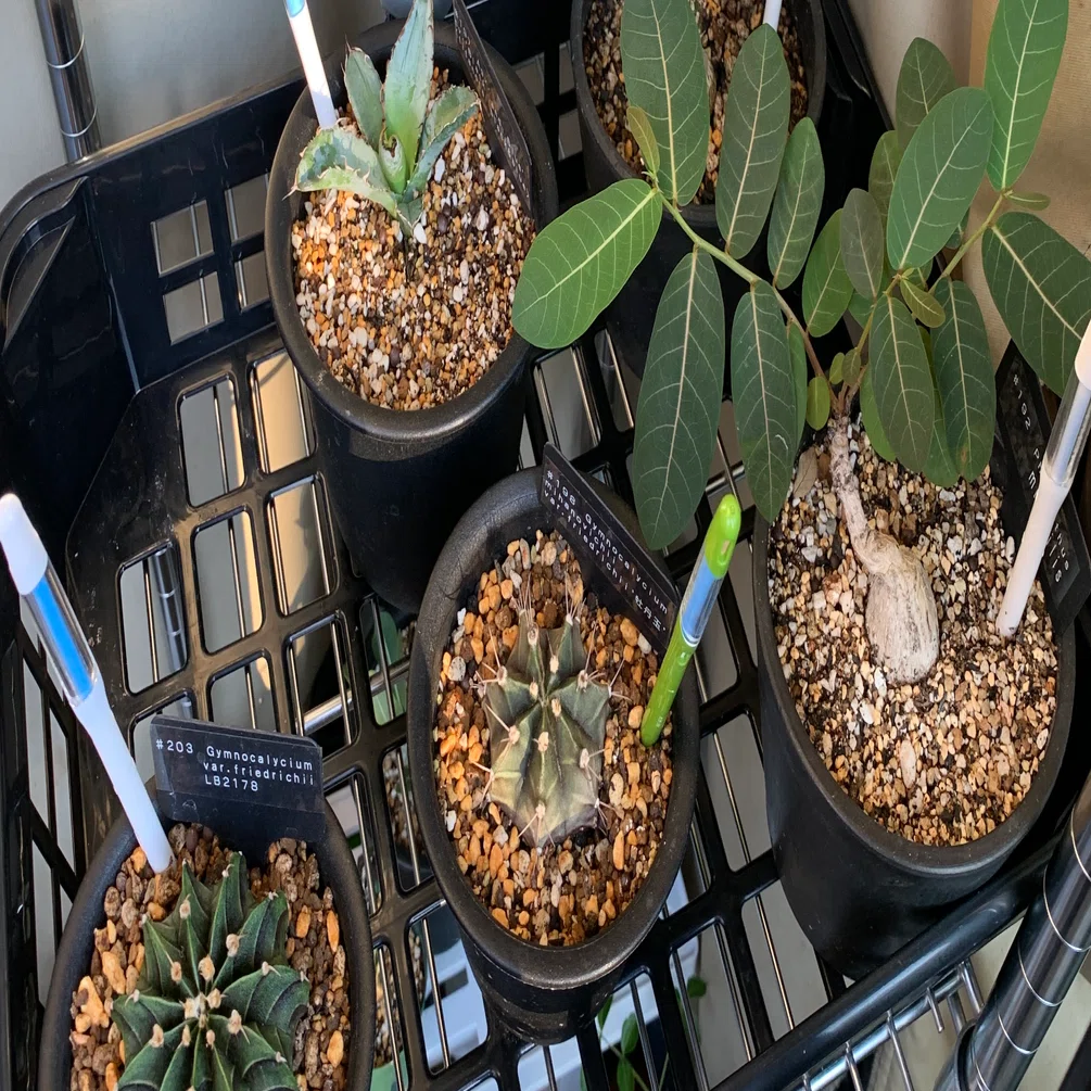 ベランダー向け多肉植物ネームプレート管理プロジェクト｜setMinami
