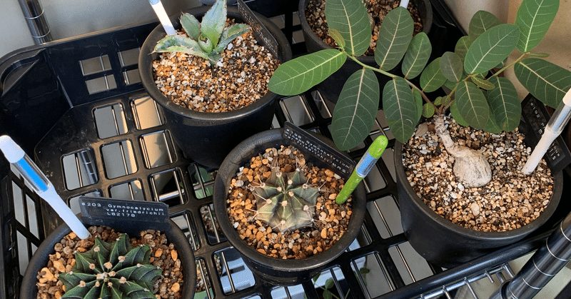 ベランダー向け多肉植物ネームプレート管理プロジェクト Setminami Note ベランダー向け多肉植物ネームプレート管理プロジェクト Setminami Note
