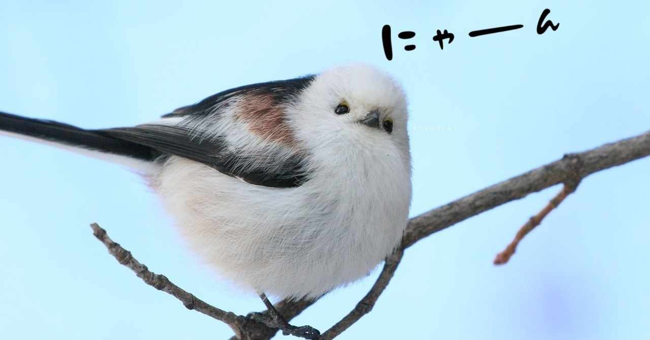 最も人気のある 小鳥 待ち受け 4330 小鳥 桜 待ち受け Izettamoman