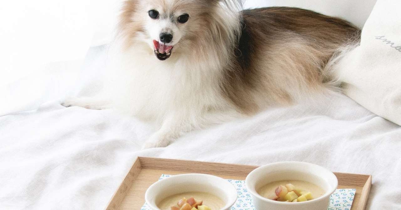 ほっこりなめらか りんごとさつまいもの豆乳ポタージュ 手作り犬おやつレシピ 犬ごはん先生いちかわあやこ Official Web Site