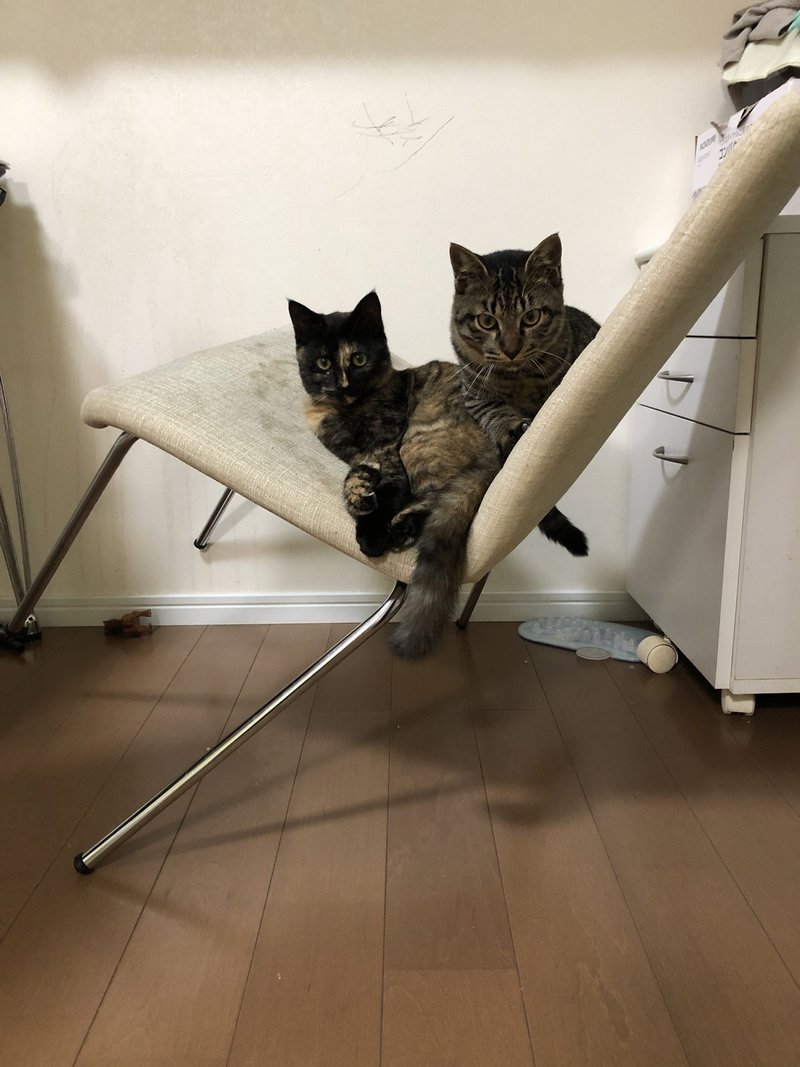 斜め椅子に座る斜め猫 ニャンだふる王子 Note