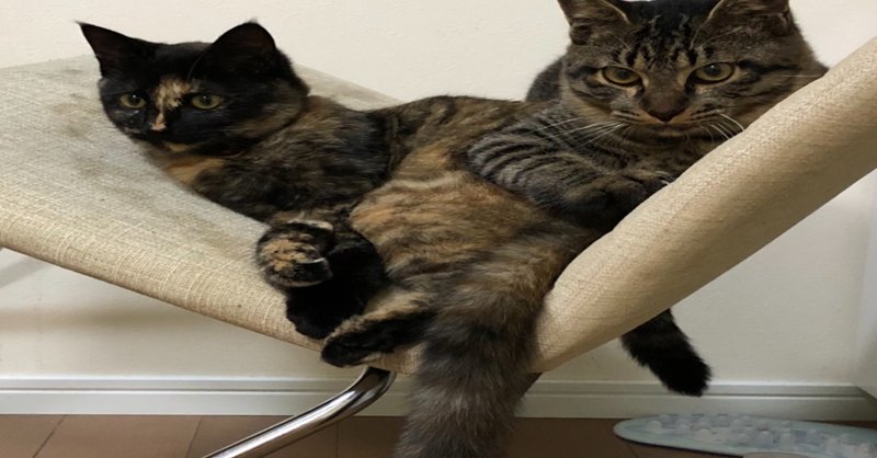 斜め椅子に座る斜め猫 ニャンだふる王子 Note