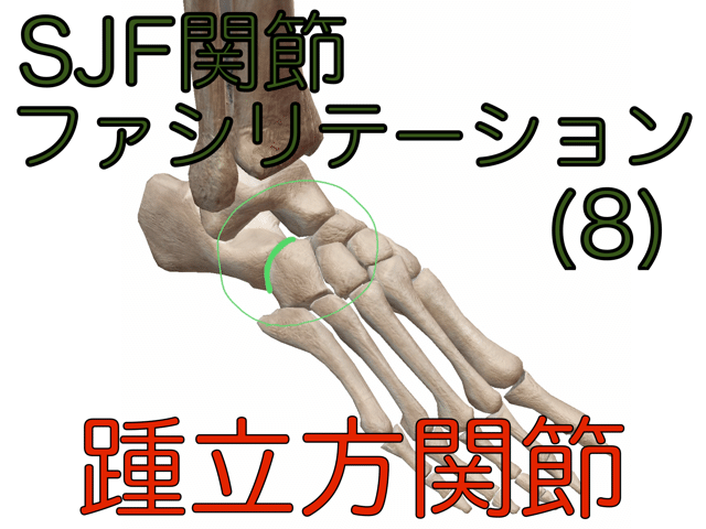 SJF関節ファシリテーション(8)踵立方関節｜ParasiteJ.J.