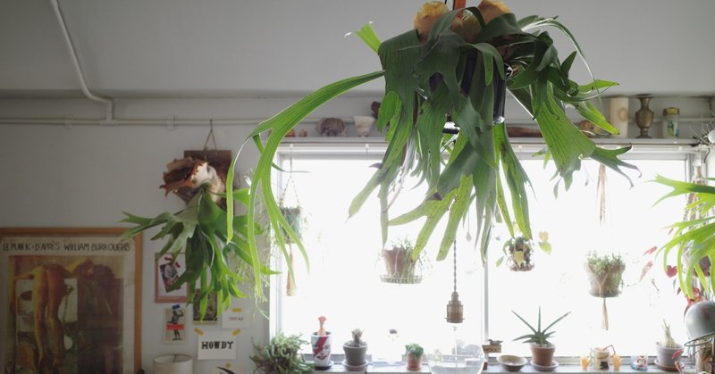インテリア映えする植物の飾り方 ビカクシダ Shinpei Note インテリア映えする植物の飾り方 ビカクシダ Shinpei Note