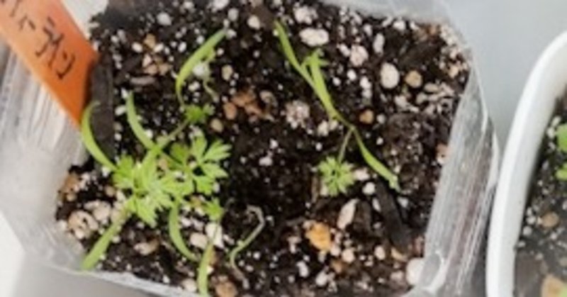 ペットボトルに人参の種蒔き tokino note