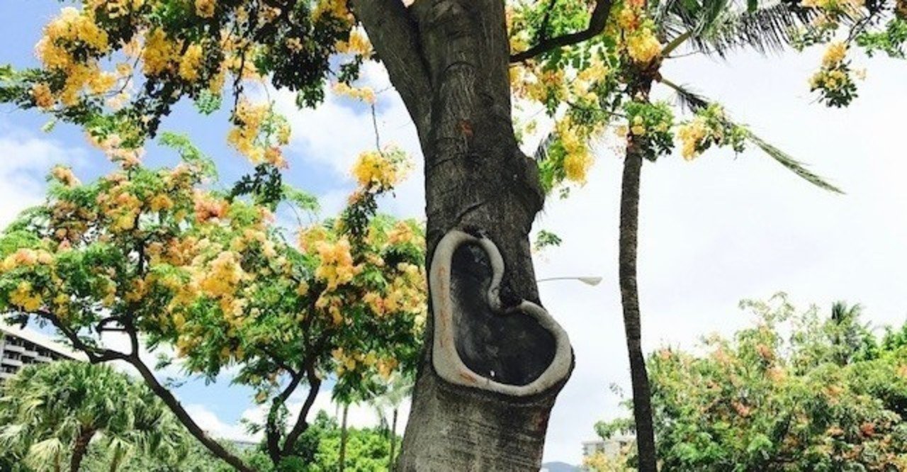 ハワイ ハートのシャワーツリーどこにありますか Hawaiine55 Note