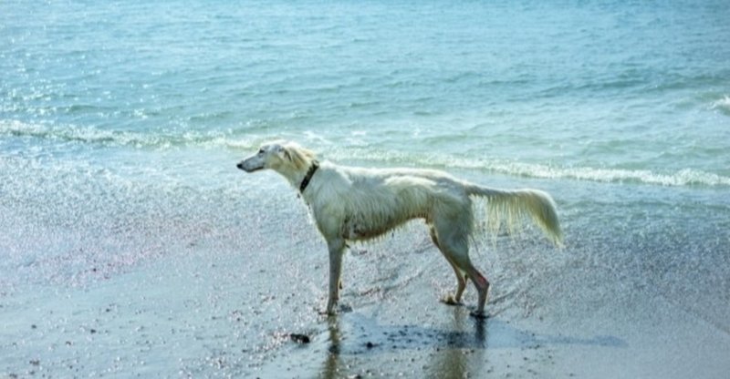 10g 視覚ハウンドってどんな犬種 犬の飼い主サポートのplam Note