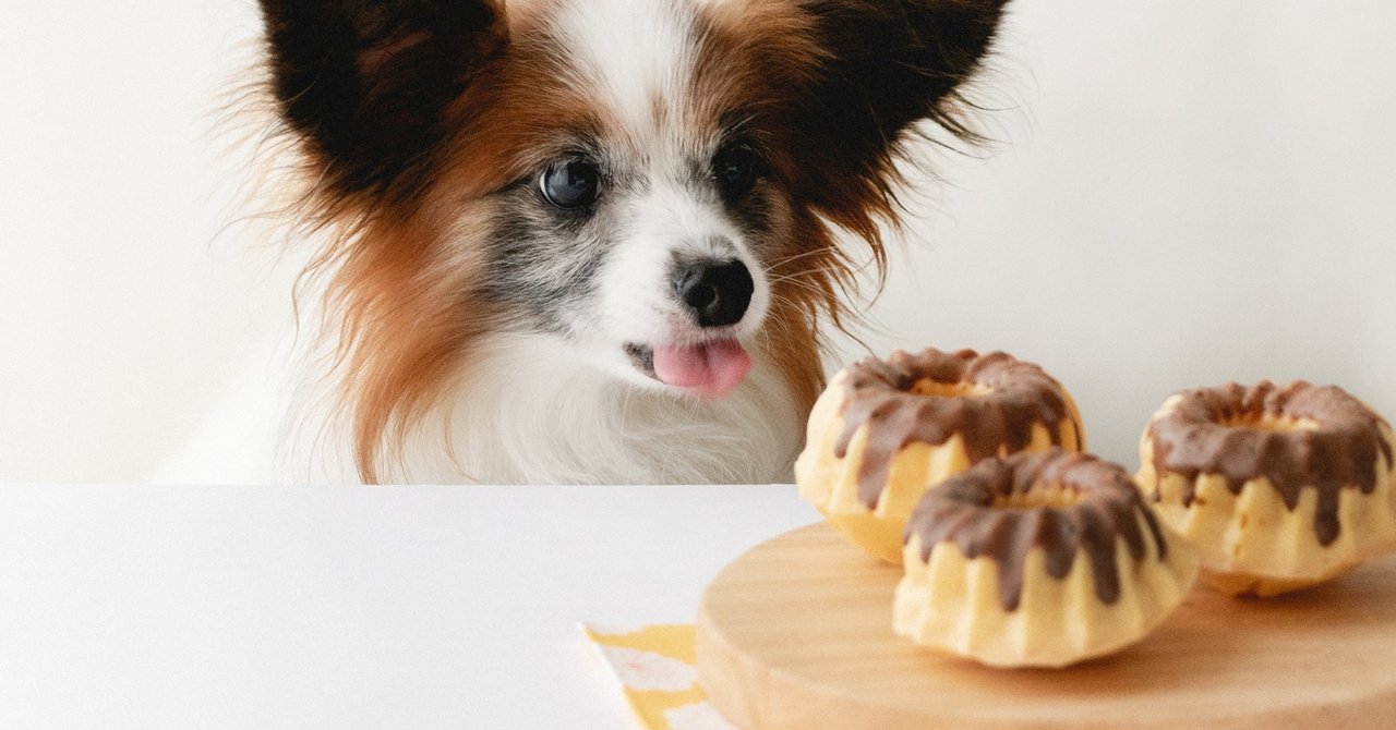 キャロブアイシングでカラメル不要 プリンのようなたまごケーキ 手作り犬おやつレシピ いちかわあやこ 犬ごはん先生 Note キャロブアイシングでカラメル不要 プリンのようなたまごケーキ 手作り犬おやつレシピ いちかわあやこ 犬ごはん先生 Note