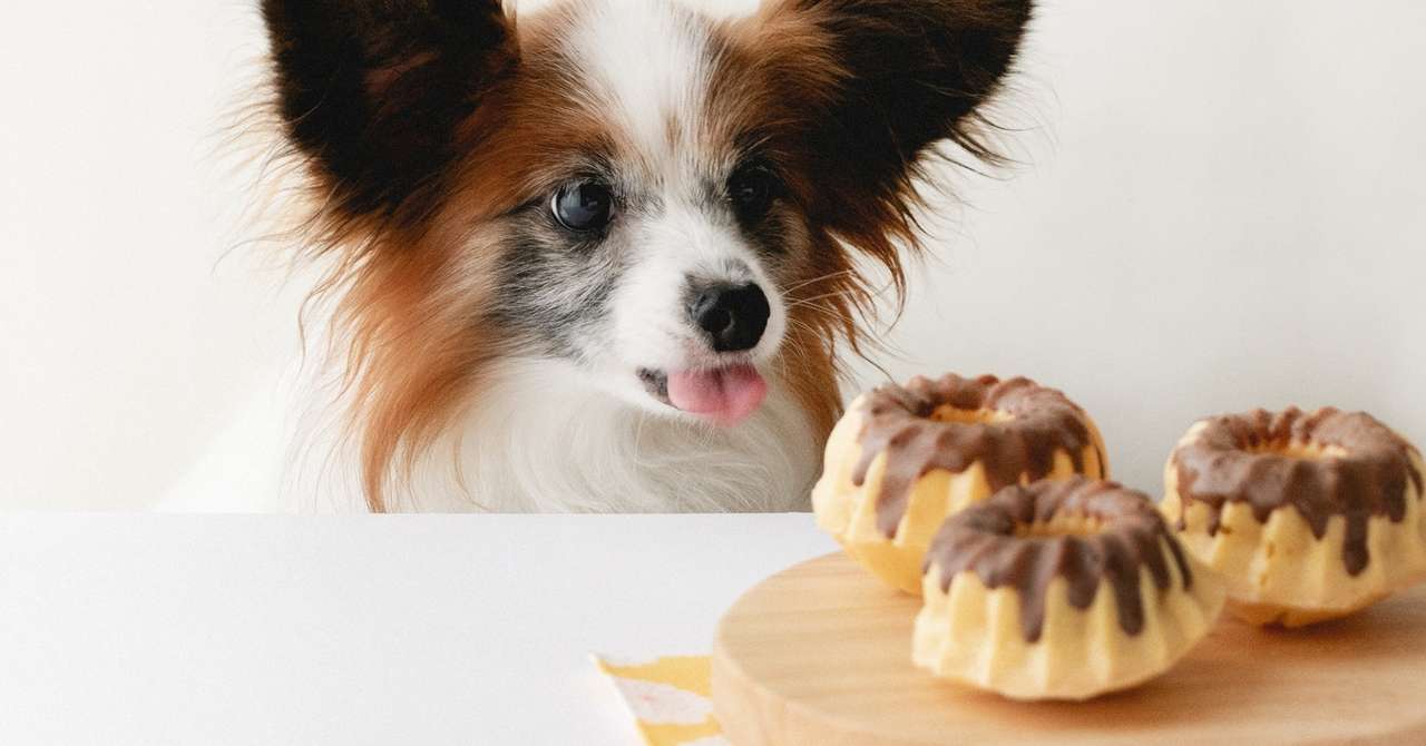 プリンみたいな犬用のミニたまごケーキ 手作り犬おやつレシピ 犬ごはん先生 いちかわあやこ オフィシャルブログ Powered By Ameba