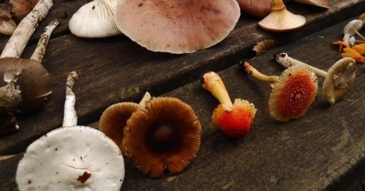 報告 キノコの専門家と歩く2日間 大山ゲストハウス寿庵 Note 報告 キノコの専門家と歩く2日間 大山ゲストハウス寿庵 Note