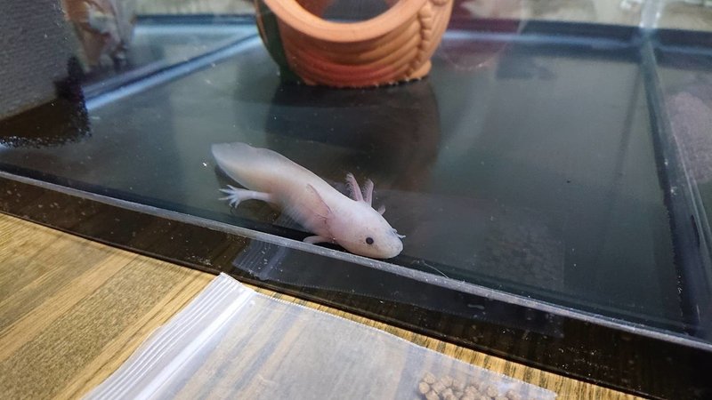 初めての赤虫 にしはる Note