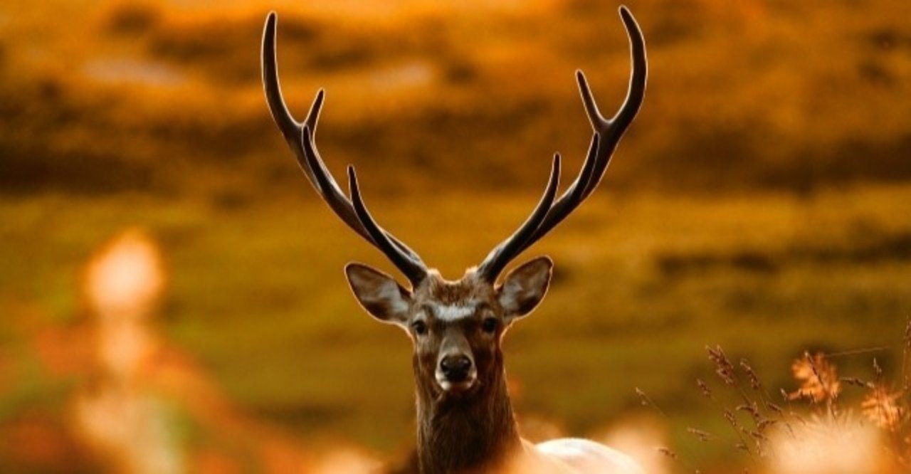 鹿島アントラーズサポーターにおすすめしたい日産スタジアムグルメ 11 3 すず Note 鹿島アントラーズサポーターにおすすめしたい日産スタジアムグルメ 11 3 すず Note