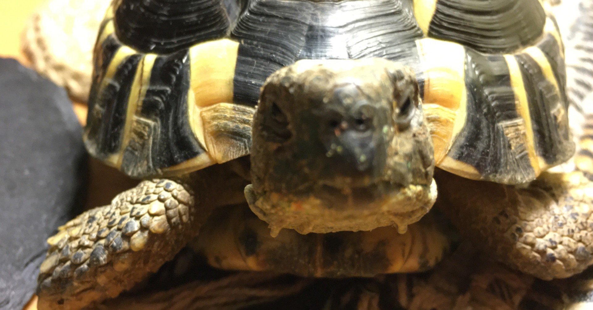 ニシヘルマンリクガメ マメ Note ニシヘルマンリクガメ マメ Note