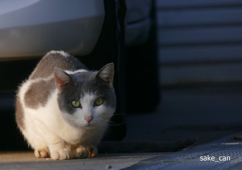 寂しそうな表情の猫でした 鮭缶 Note