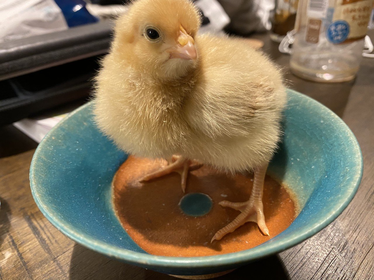 4羽のひよこっこがやってきた Whimsical Discovery 125 Noriaki Kawanishi 田舎暮らしデザイナー Note 4羽のひよこっこがやってきた Whimsical Discovery 125 Noriaki Kawanishi 田舎暮らしデザイナー Note