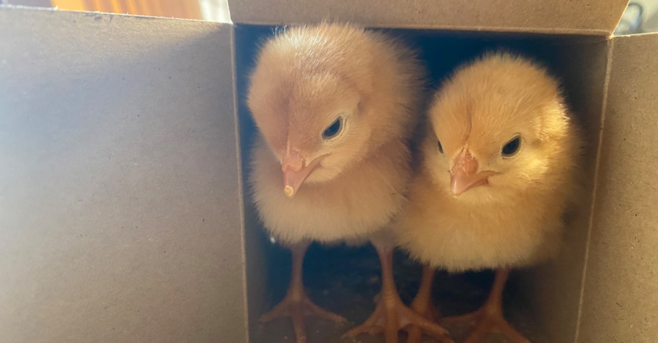 新品　ニワトリ　違う色の二羽 新品 ニワトリ 違う色の二羽 新品 ニワトリ 違う色の二羽 にわ