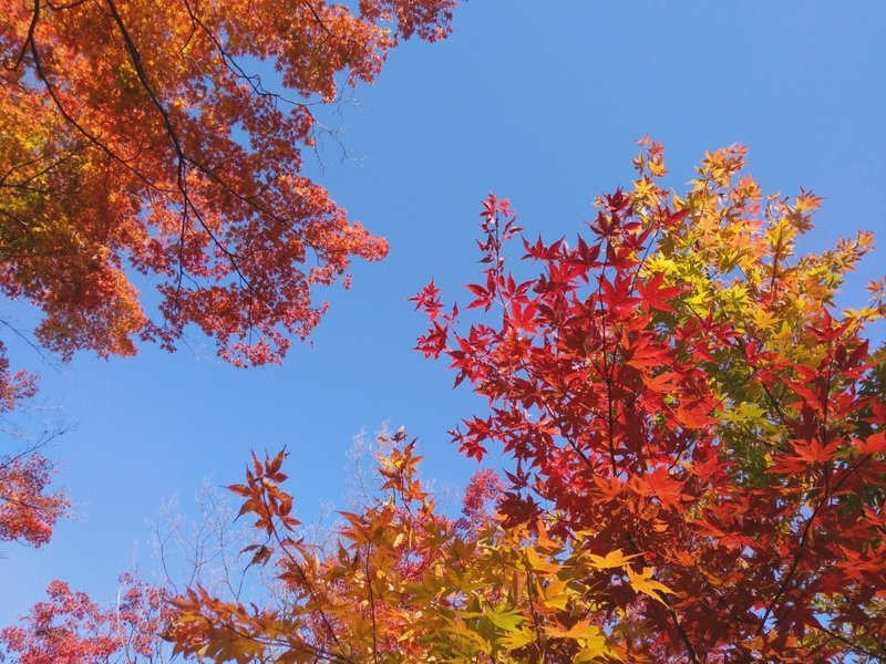 秋のお散歩 焼き芋持って 旅するカモノハシ Note