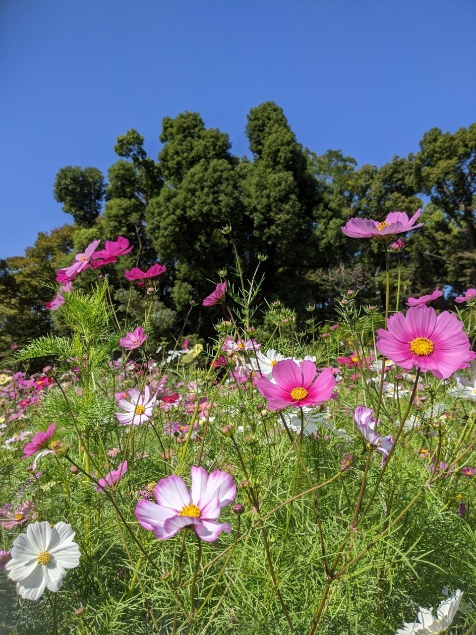 コスモス満開 秋の大阪市立長居植物園 める Note