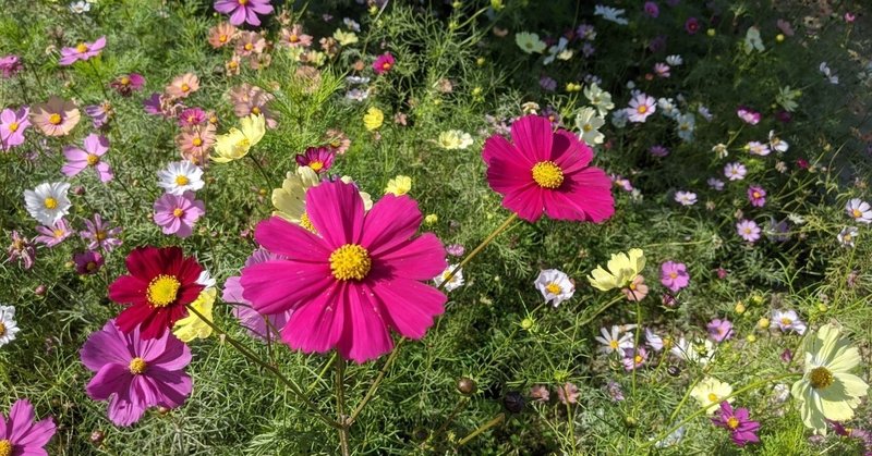 コスモス満開 秋の大阪市立長居植物園 める Note
