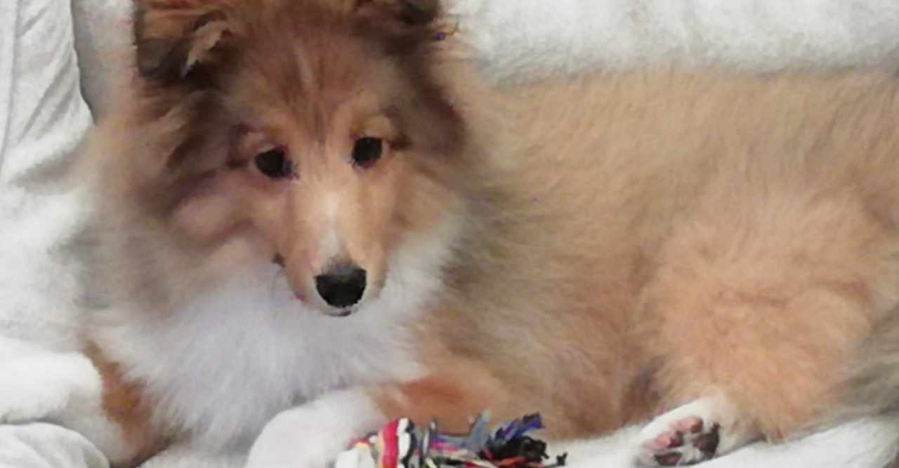 子犬の骨折 の新着タグ記事一覧 Note つくる つながる とどける