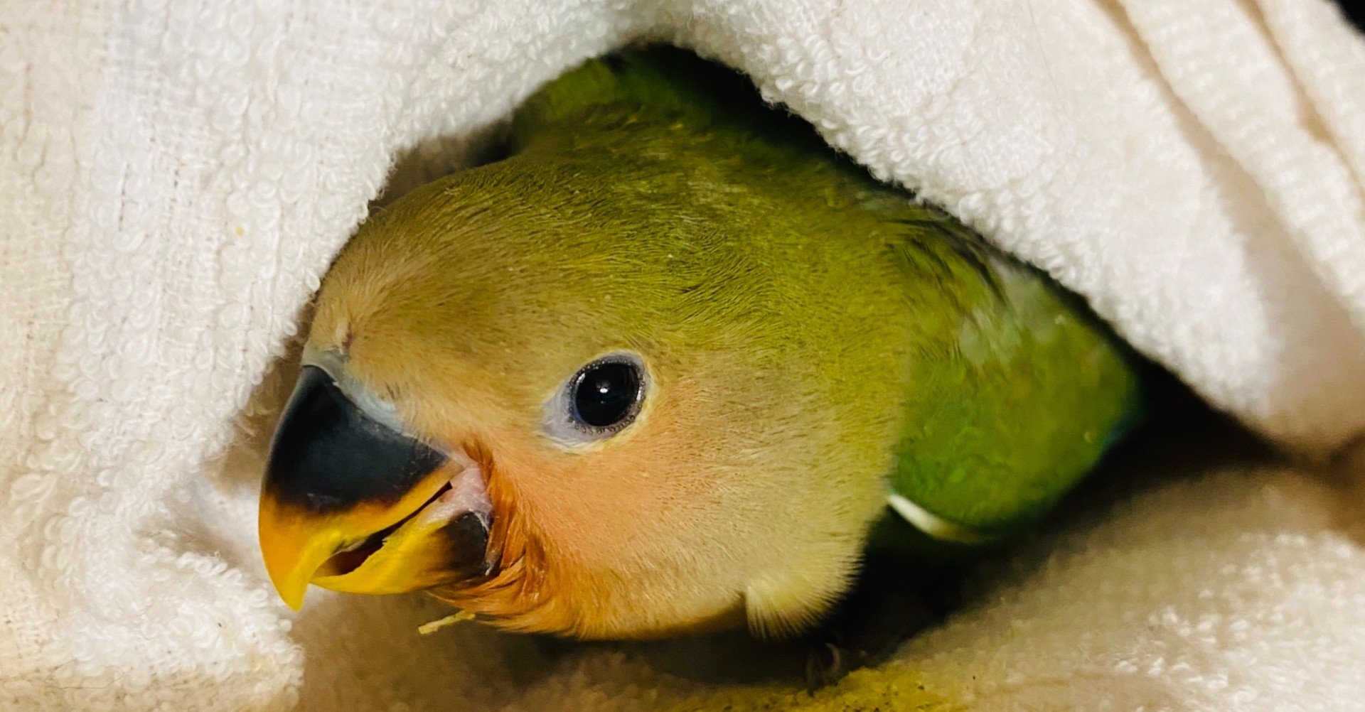 コザクラインコとの出会い 心理学まで Part3 下鶴真理beauty Psychology Note