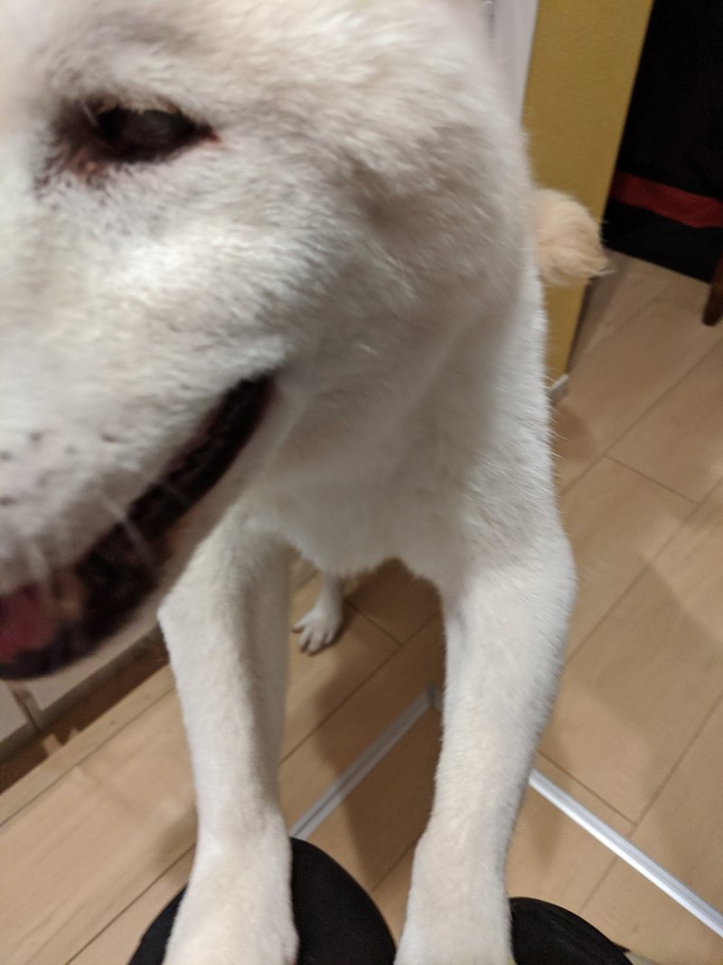 犬の神無月 犬の介護 Una Ricca Note 犬の神無月 犬の介護 Una Ricca Note