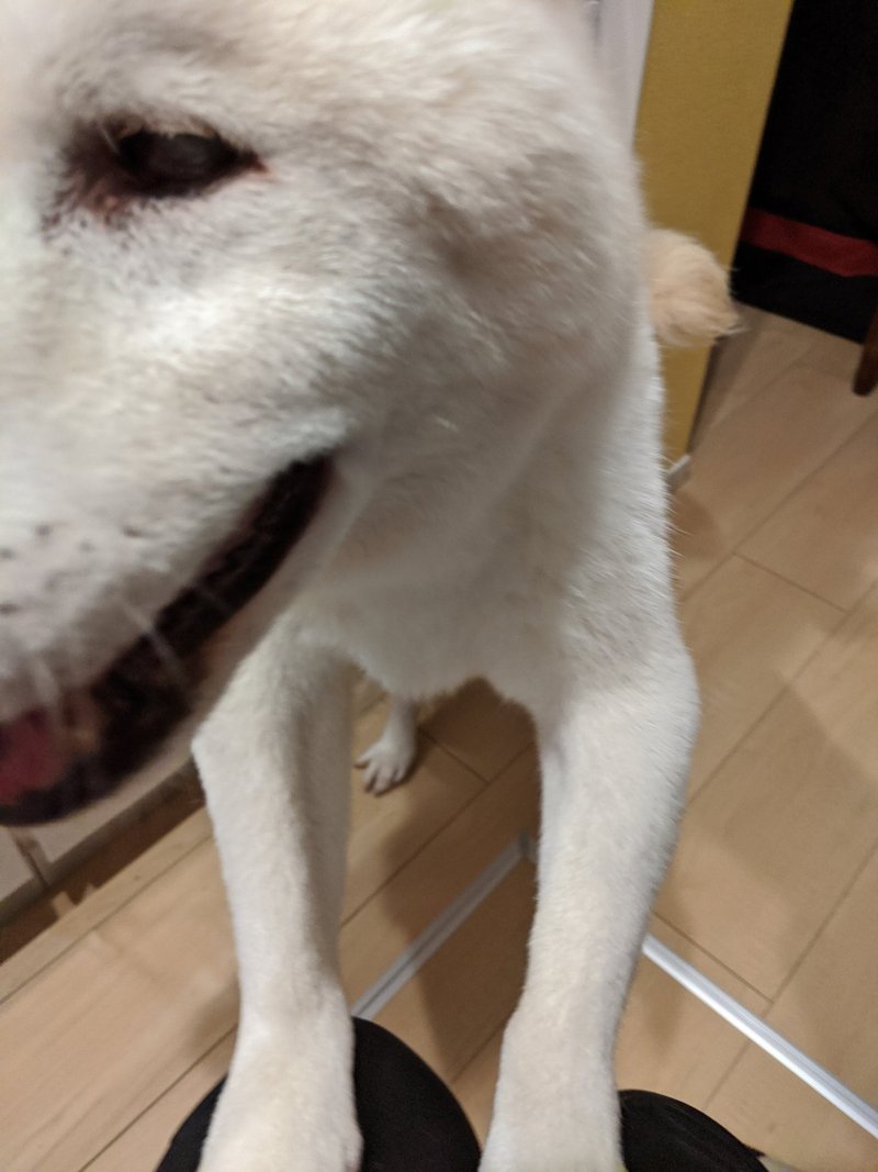 犬の神無月 犬の介護 Una Ricca Note